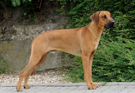 Rhodesian ridgeback dog