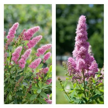 Spirea flowers in bloom