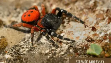 Blízko detailní fotografie pavouka Stepník moravský na zemi.
