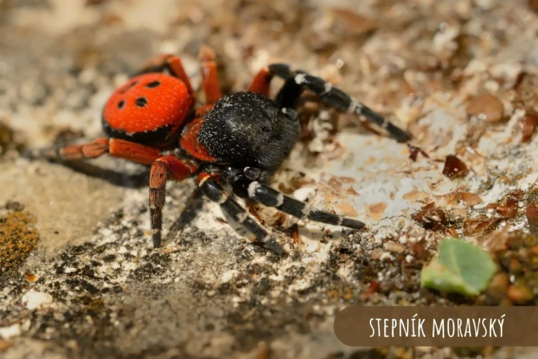 Blízko detailní fotografie pavouka Stepník moravský na zemi.