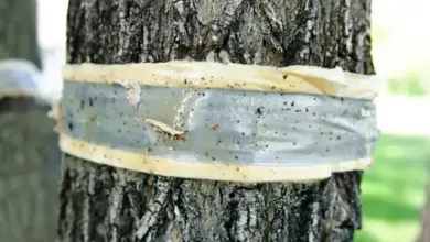 Strom obalený lepicí páskou na chytání píďalek.