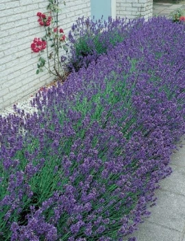 Lavender bush in garden bed