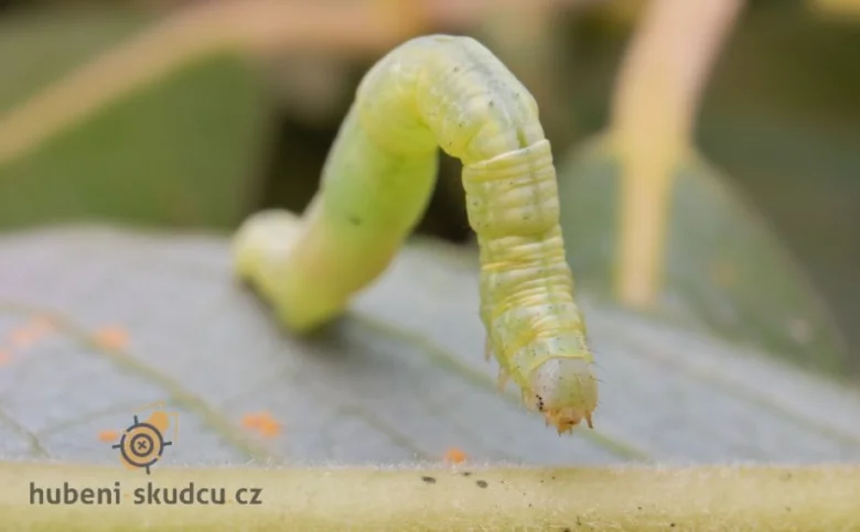 Zelený housenka píďalky na listu rostliny.