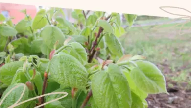 Zelené lístí lipy s mladými pupeny na větvích