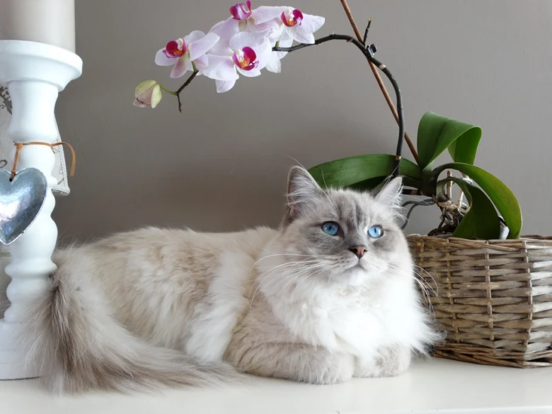 Ragdoll kočka leží vedle kvetoucí orchidee na polici.