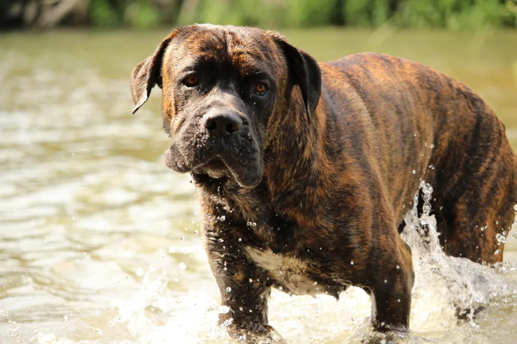 Velký hnědý pes plemene Cane Corso stojí ve vodě.