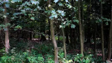 Lesní prostředí s stromy a rostlinami pod korunou.