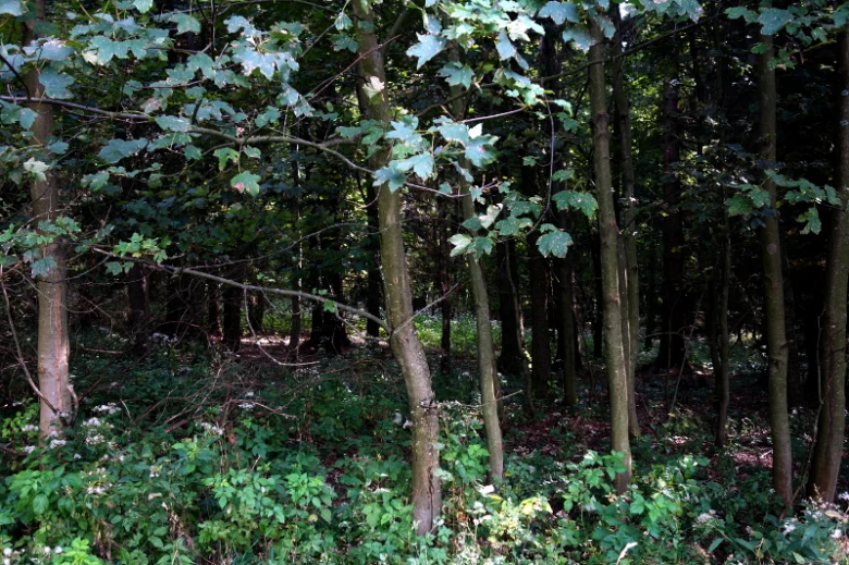 Lesní prostředí s stromy a rostlinami pod korunou.