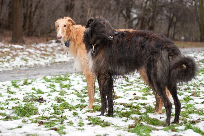 Two borzoi dogs in snow