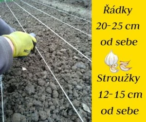 Sazenice česneku v řadách s odstupem podle pokynů.