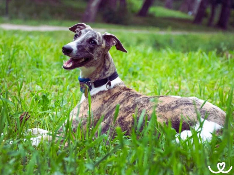 Brindle španěl leží na trávníku a dívá se do stran.