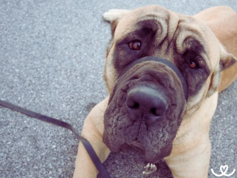 Portrétní fotografie hnědého psa plemene Cane Corso.