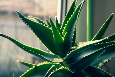 Agave plant close-up