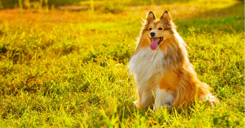 Sheltie dog sitting in grass