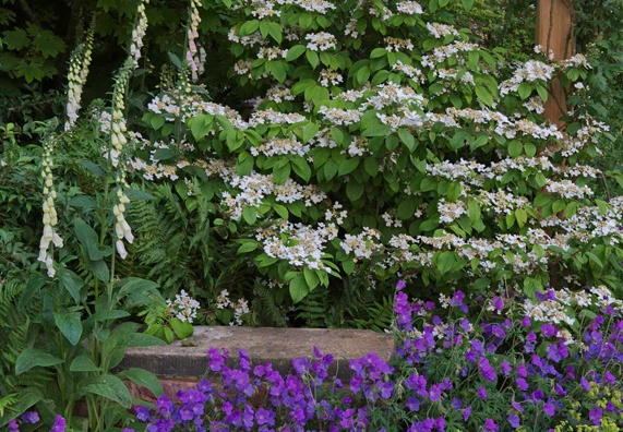 Flowering shrubs in garden