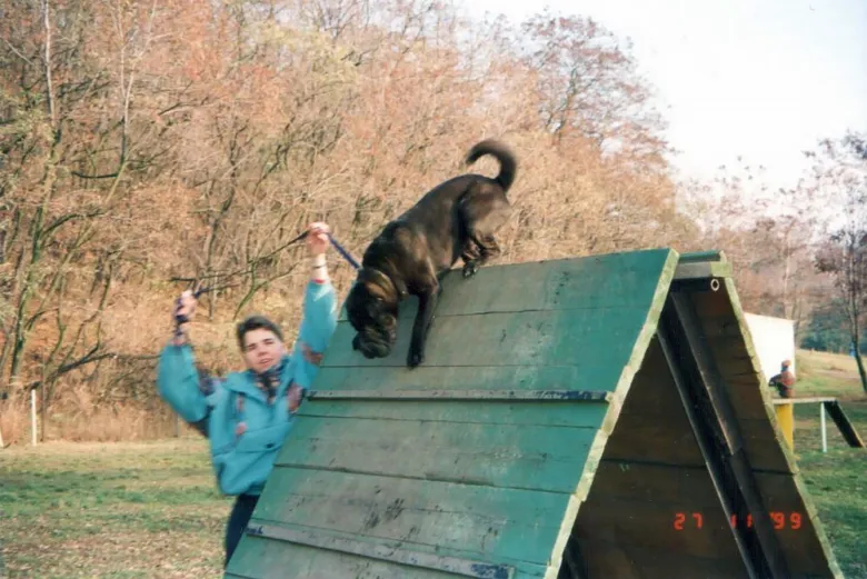Šarpej šplhá po zelené překážce při cvičení s majitelem.