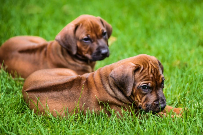 Dva štěňata rhodéského ridgebacka leží na trávníku.