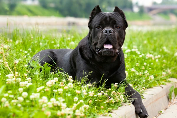Černý pes plemene Cane Corso leží na trávníku.