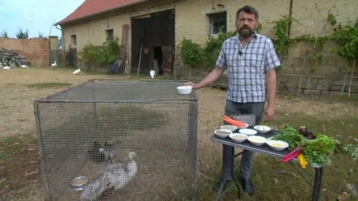 Muž krmit paví v kleci s krmivem venku