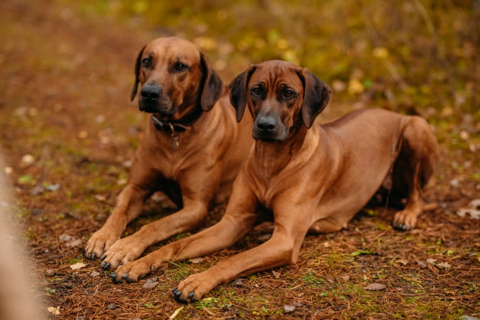 Dva hnědí rhodéští ridgebackové leží na zemi v přírodě.